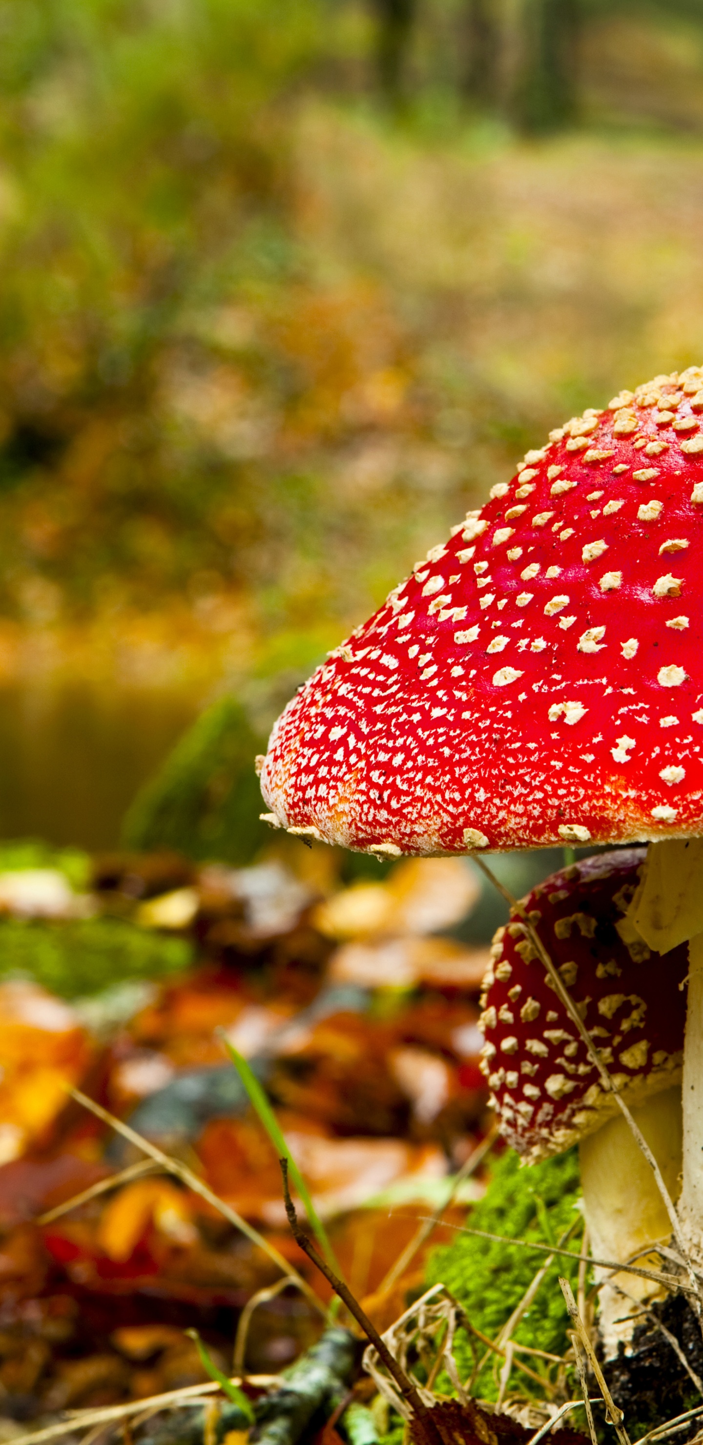 Red Mushroom In Forest