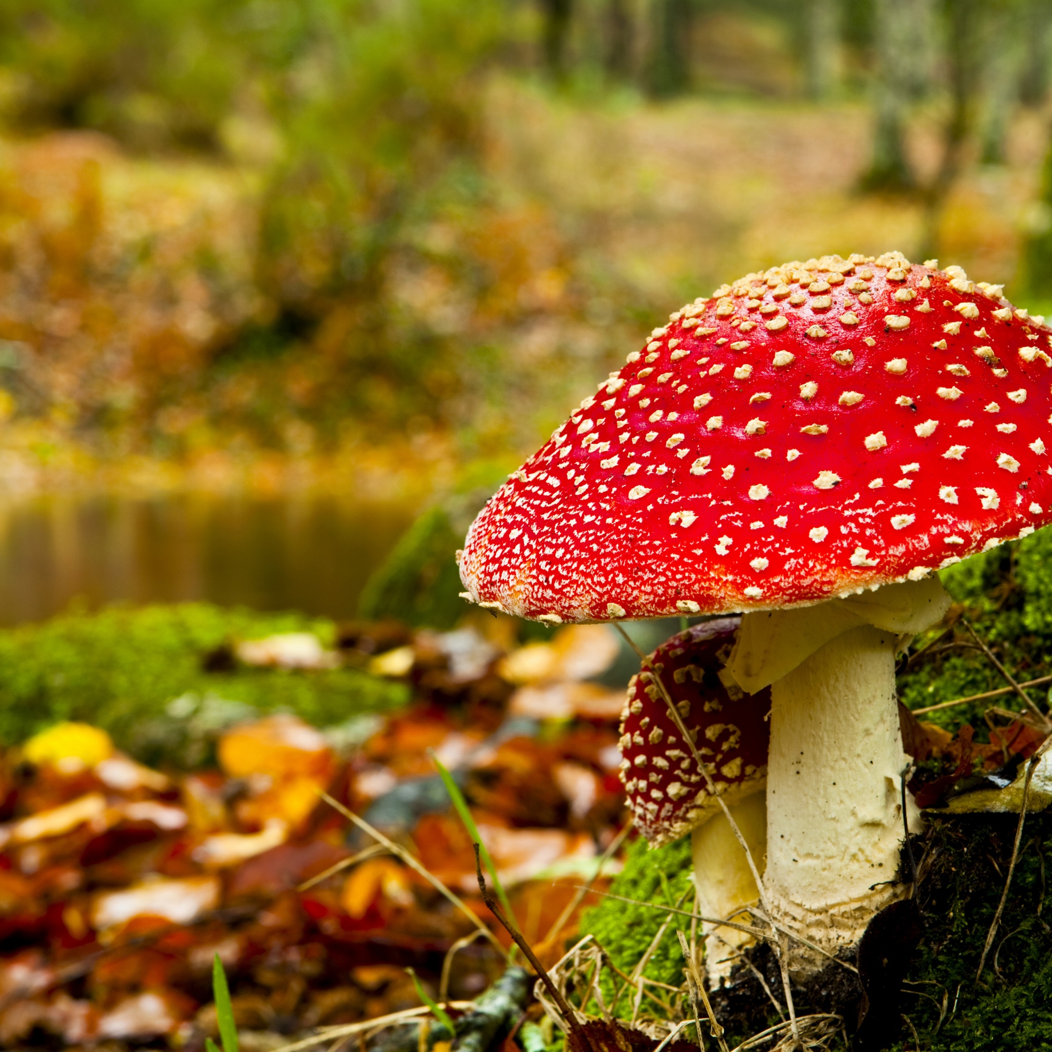 Red Mushroom In Forest