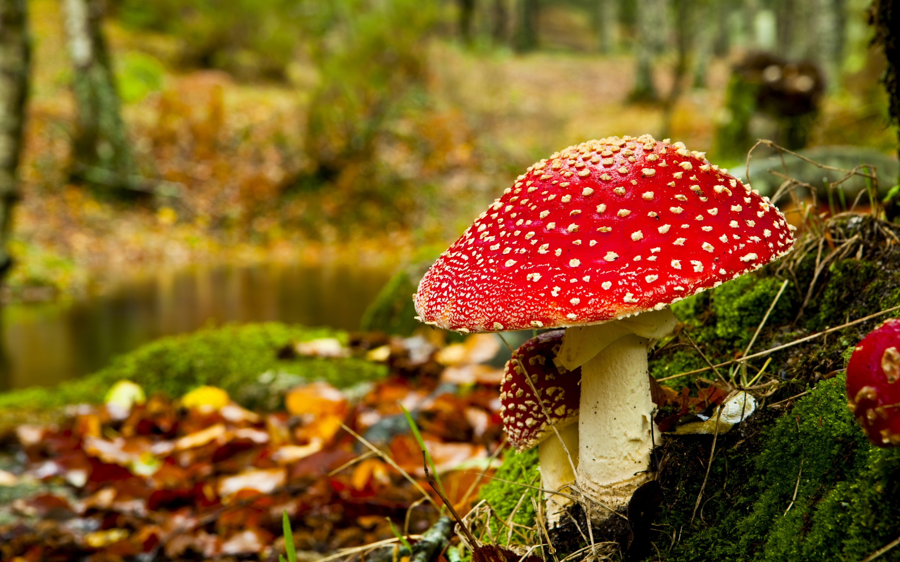 Red Mushroom In Forest