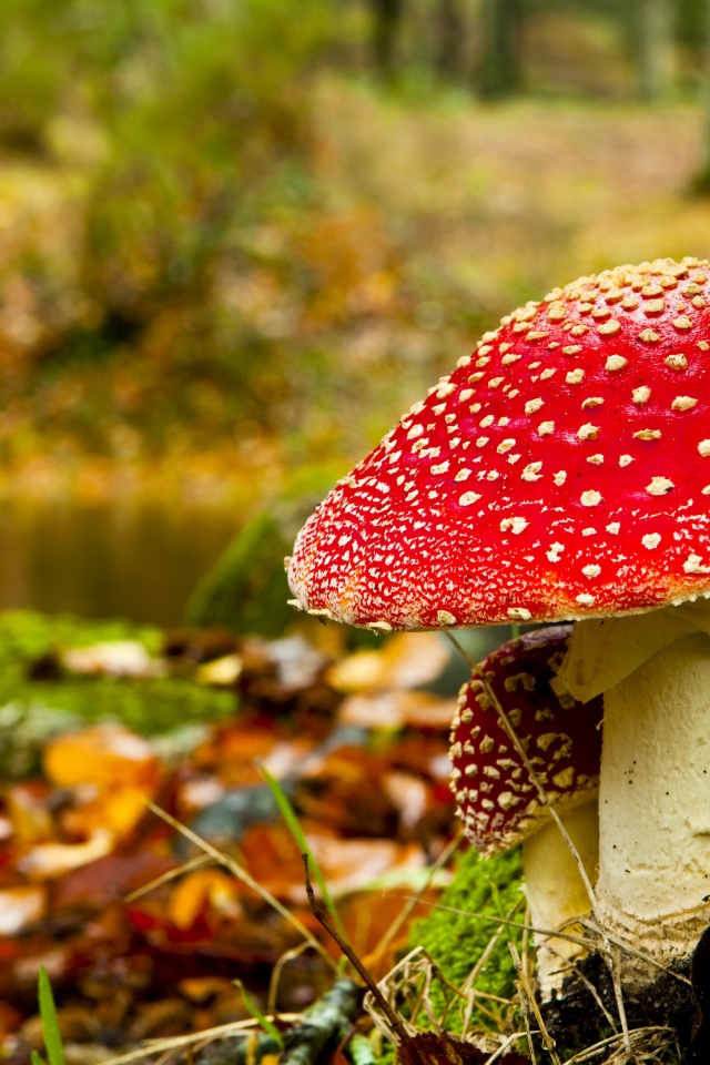 Red Mushroom In Forest