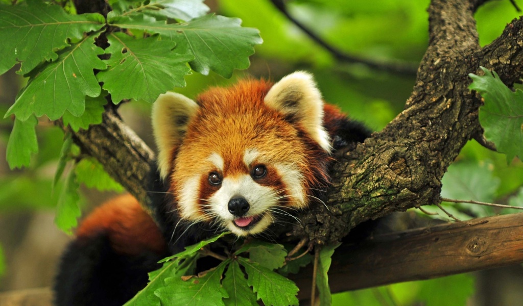 Red Panda Animal