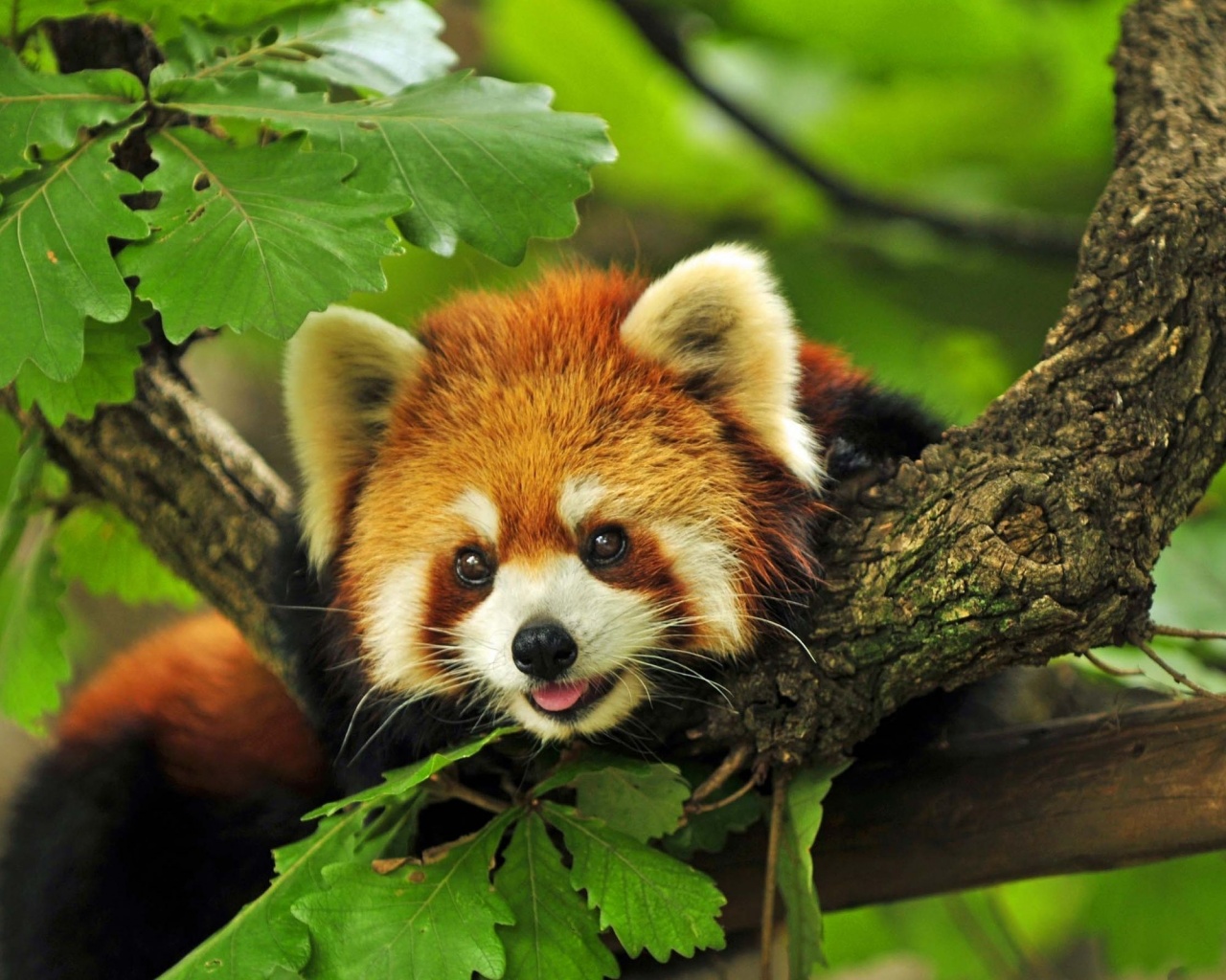 Red Panda Animal