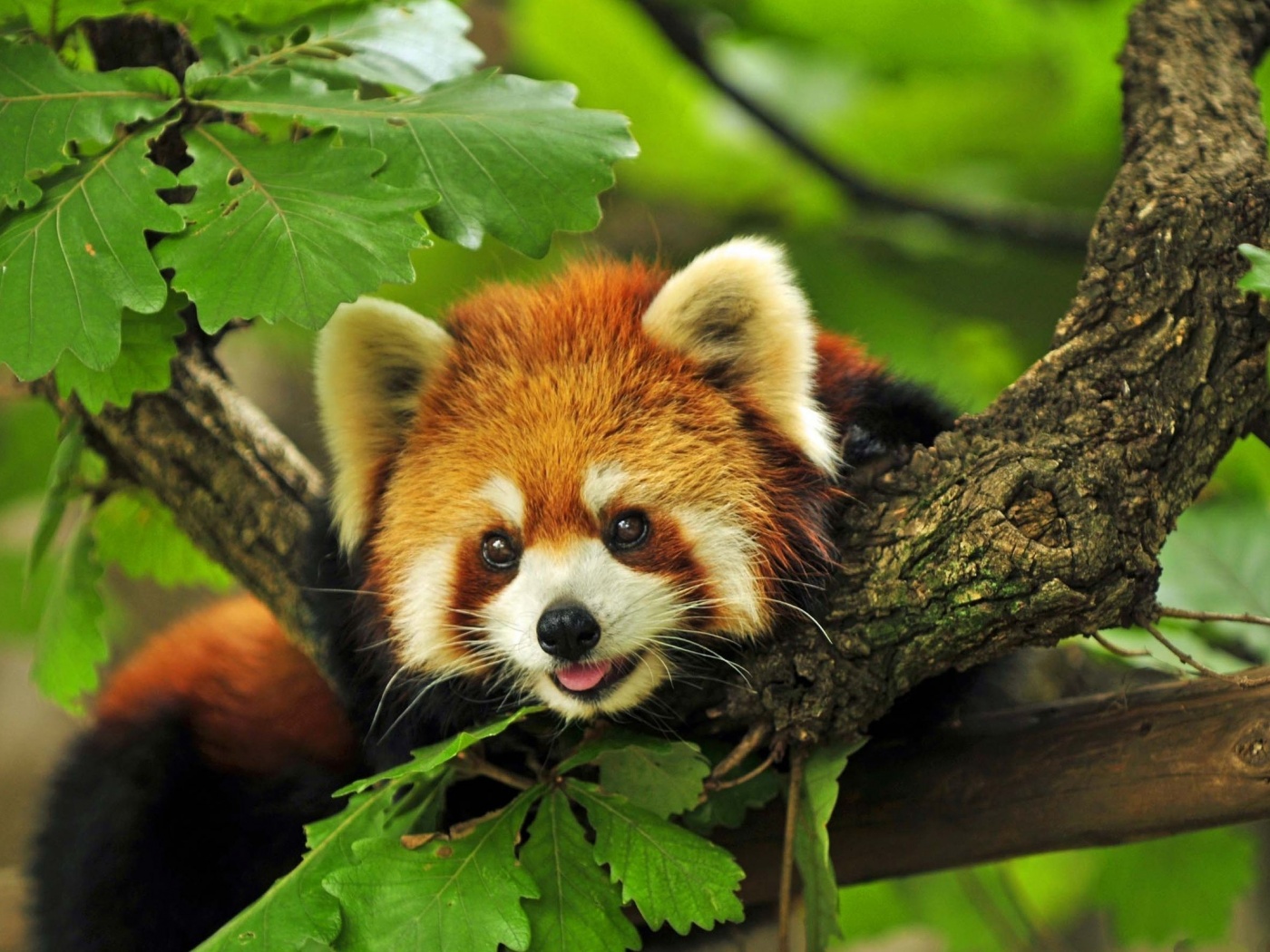 Red Panda Animal