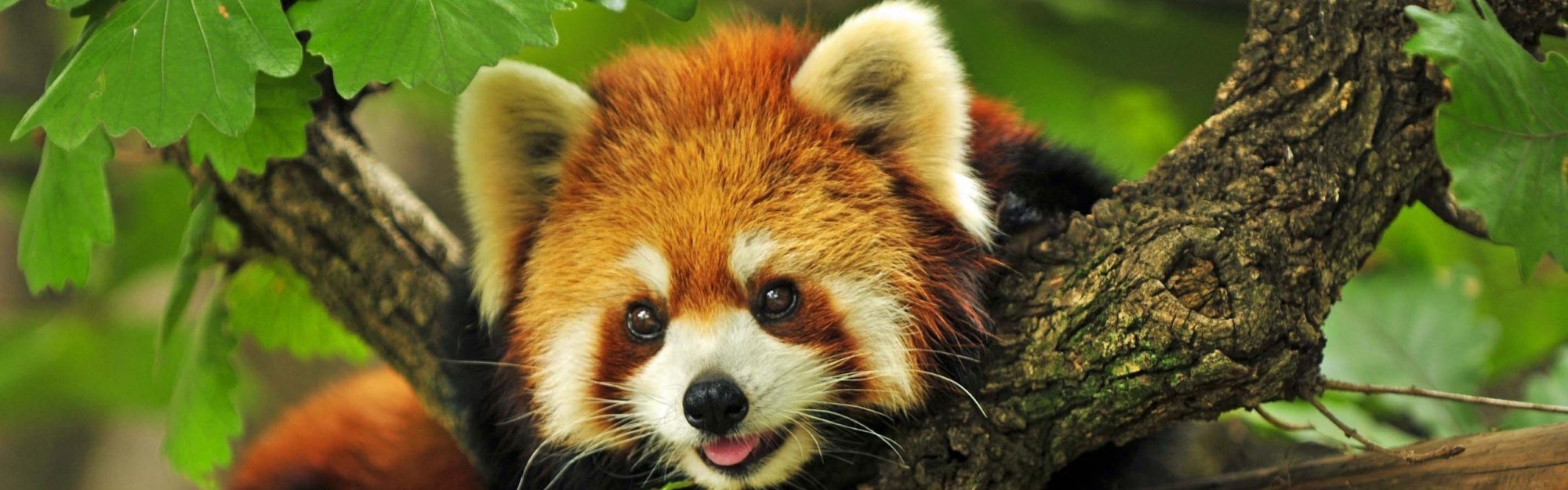 Red Panda Animal