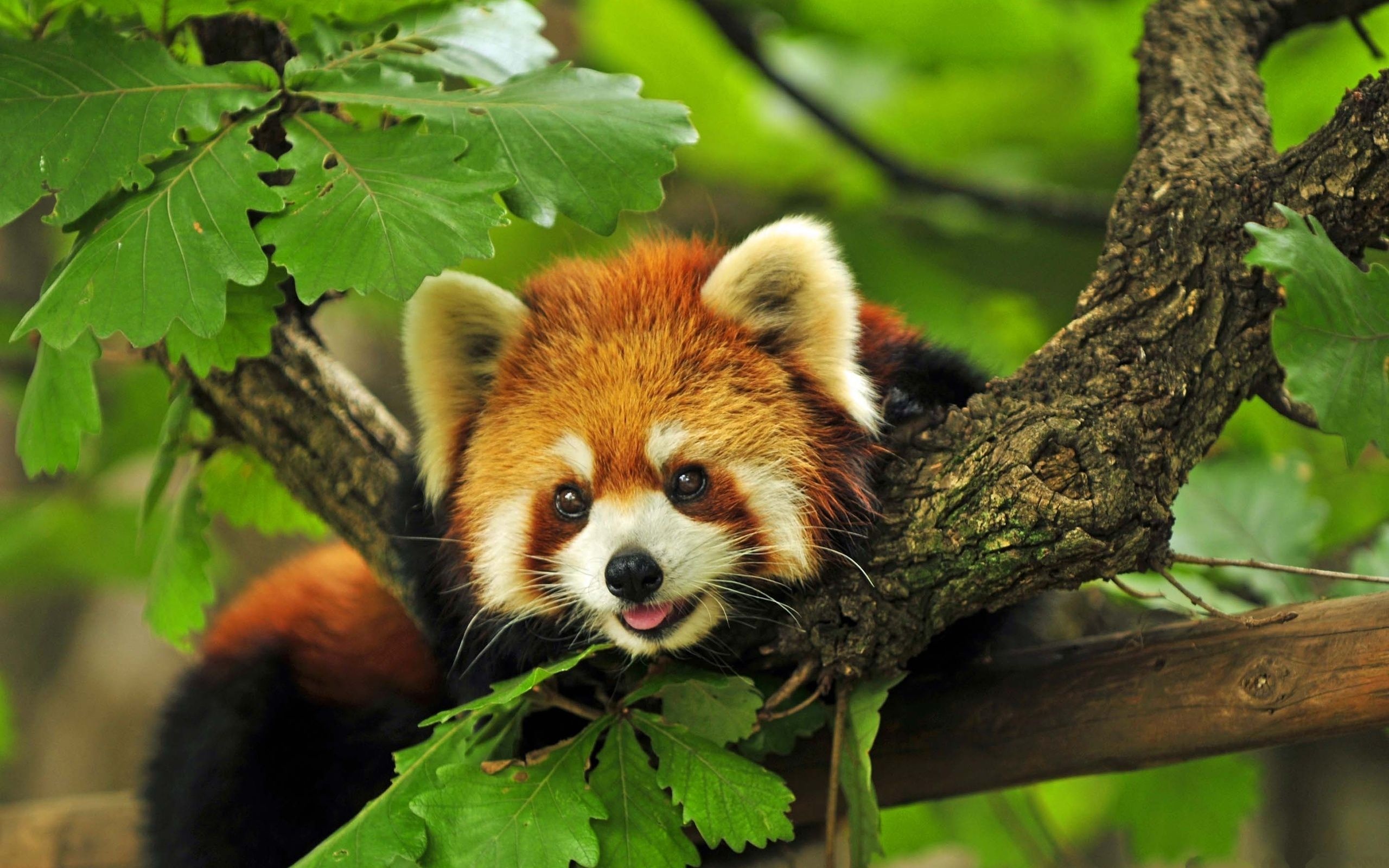 Red Panda Animal