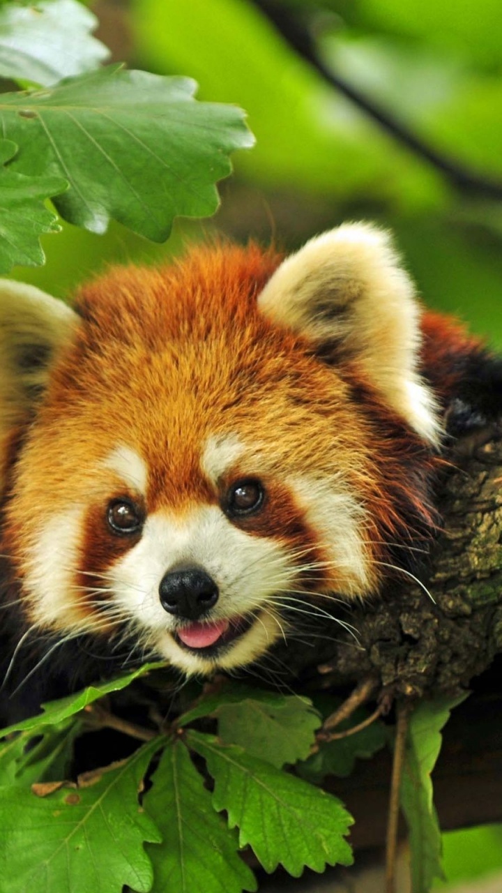 Red Panda Animal