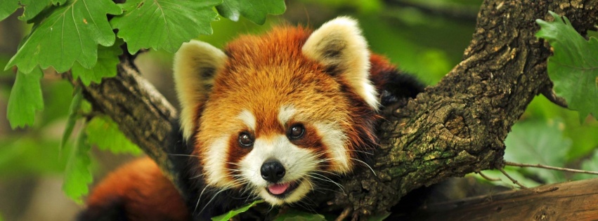 Red Panda Animal