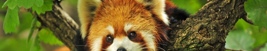 Red Panda Animal