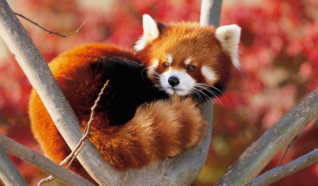 Red Panda Fluffy Animal Cute