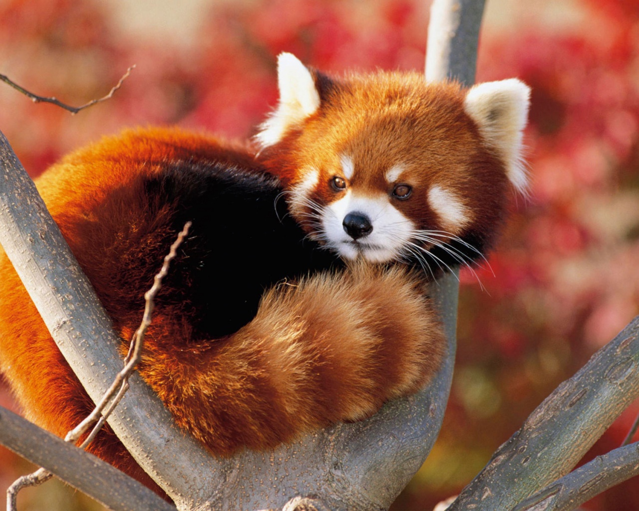 Red Panda Fluffy Animal Cute