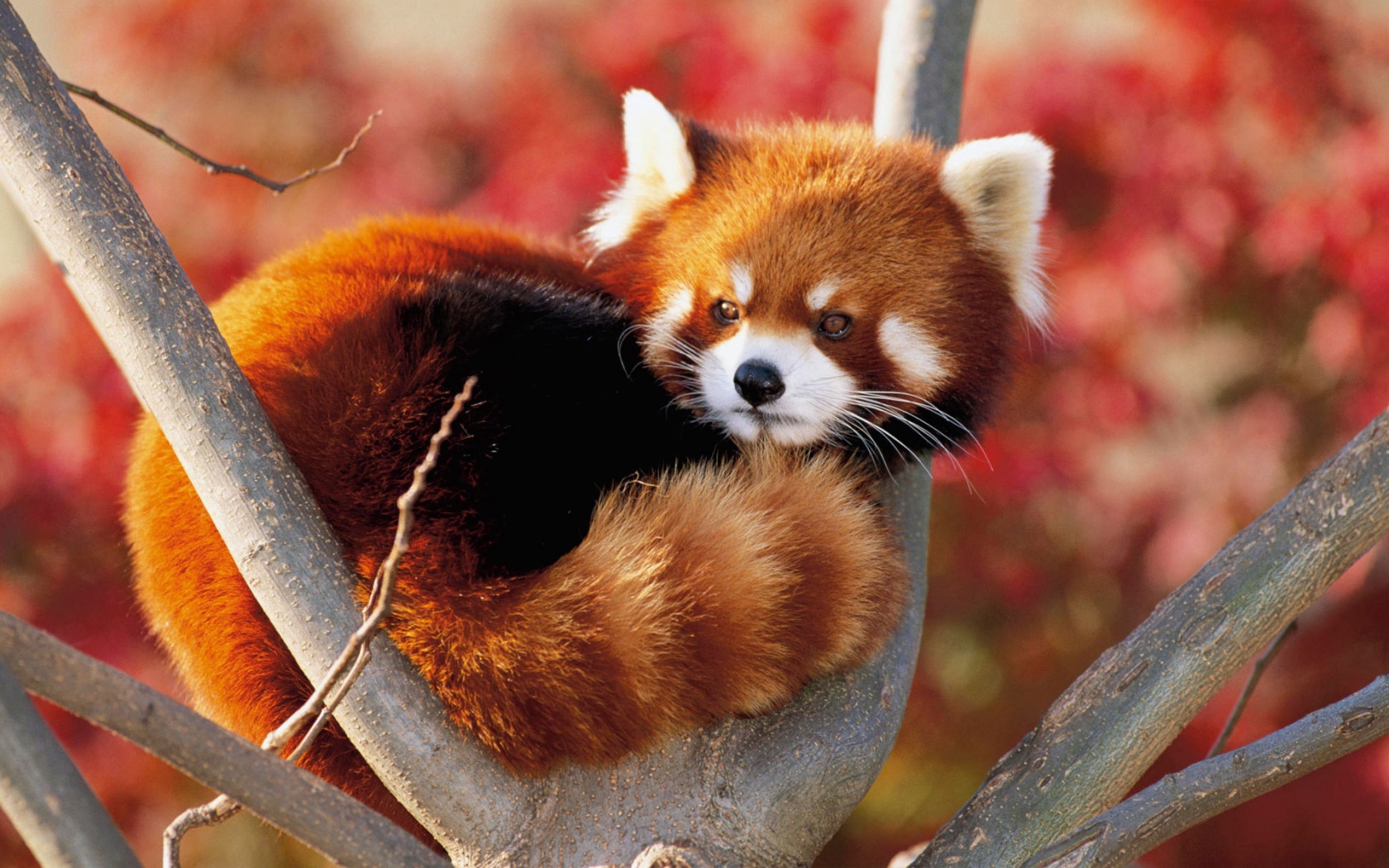 Red Panda Fluffy Animal Cute