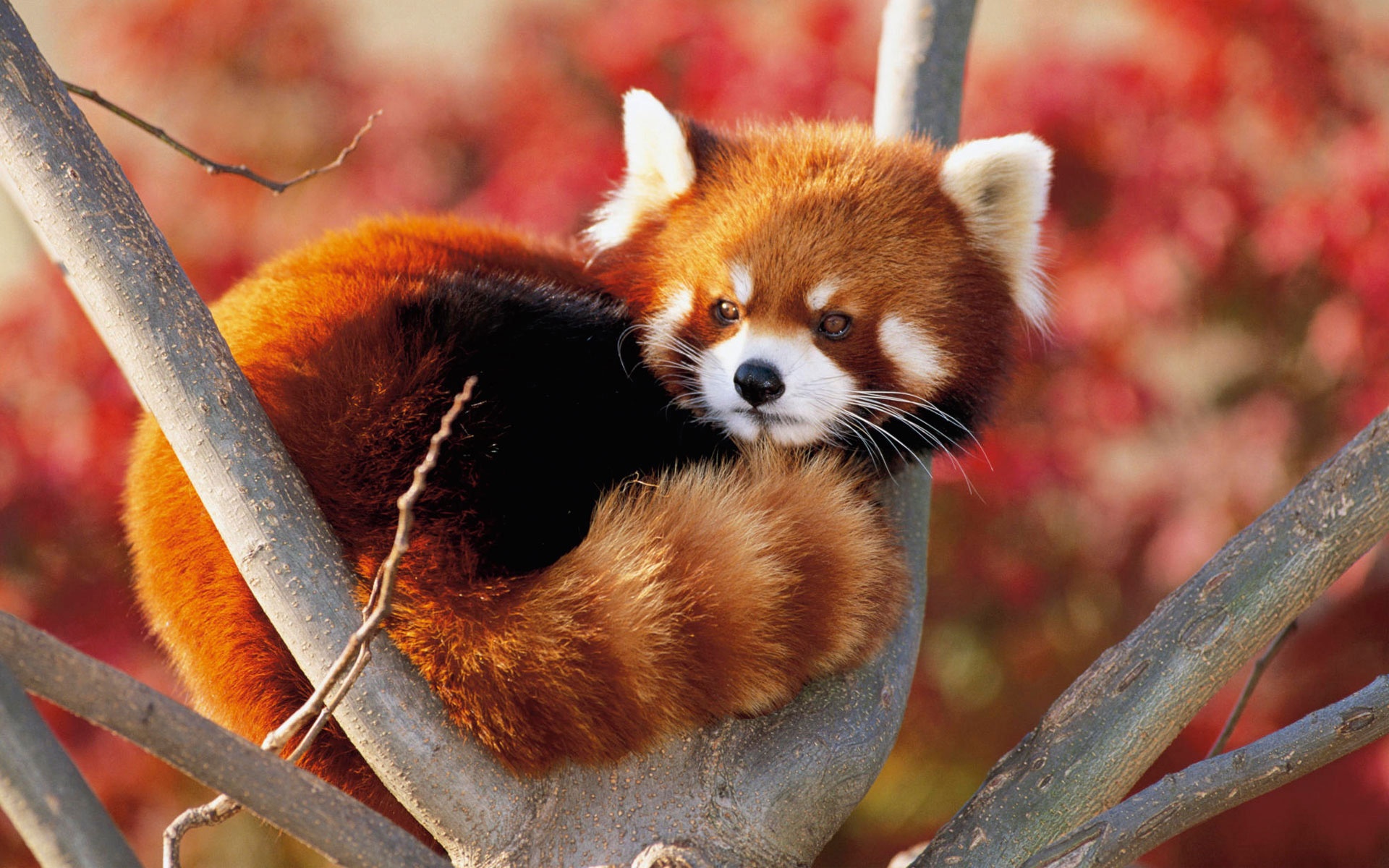 Red Panda Fluffy Animal Cute