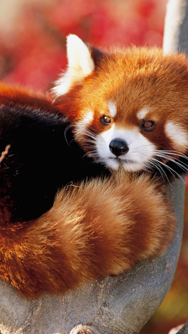 Red Panda Fluffy Animal Cute