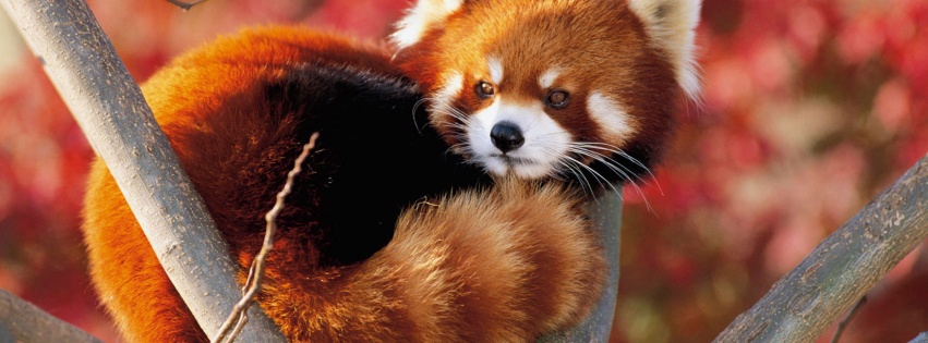 Red Panda Fluffy Animal Cute