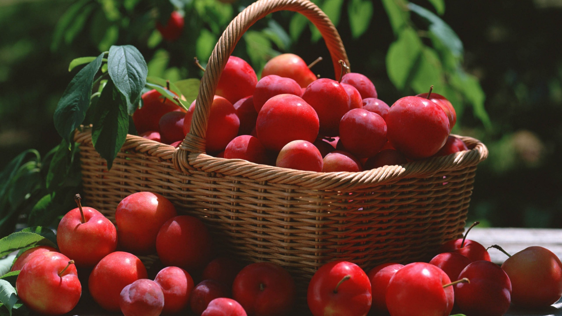 Red Plums In A Basket