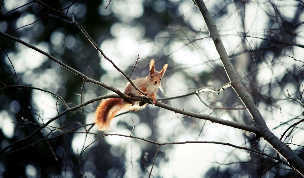 Red Squirrel