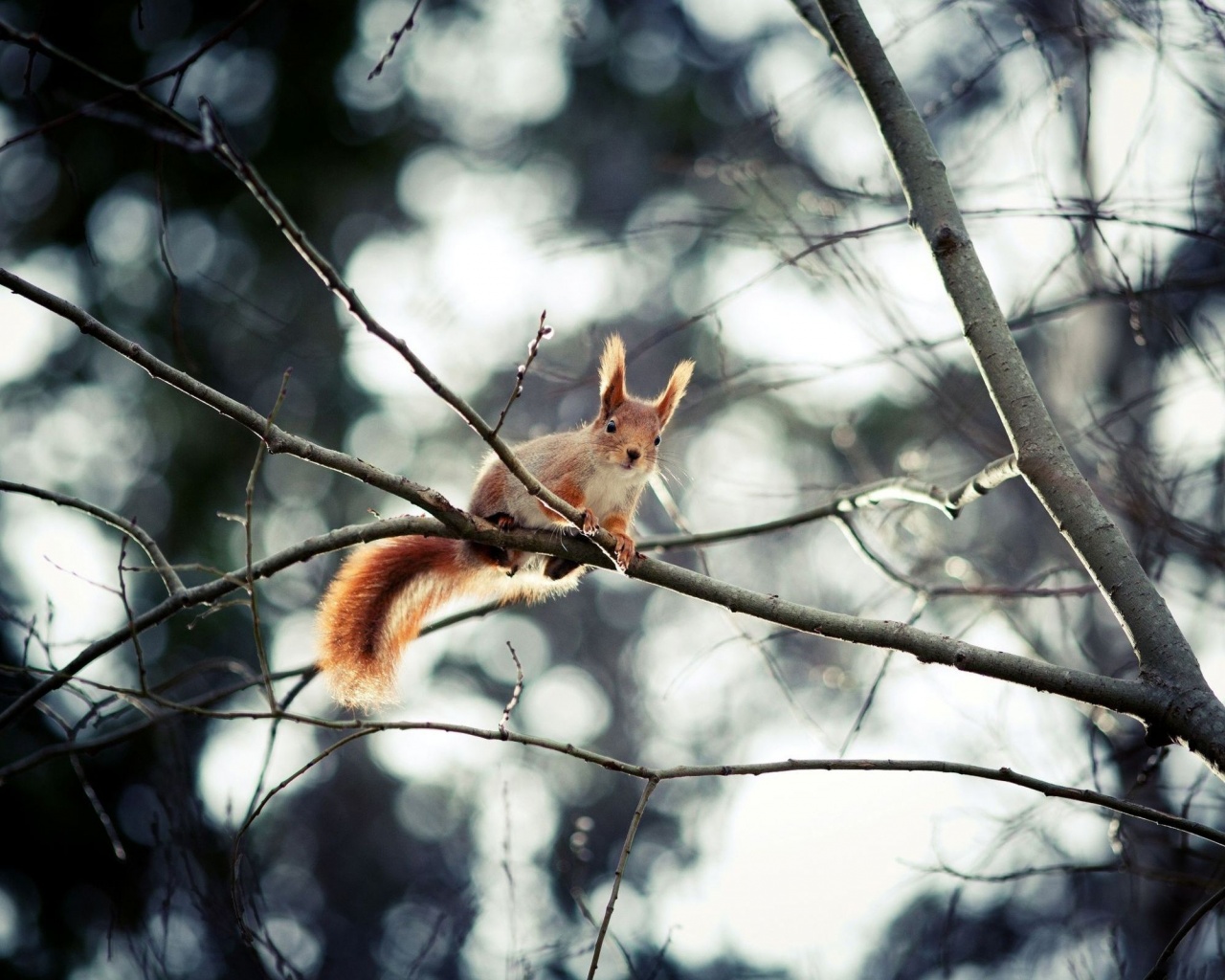 Red Squirrel