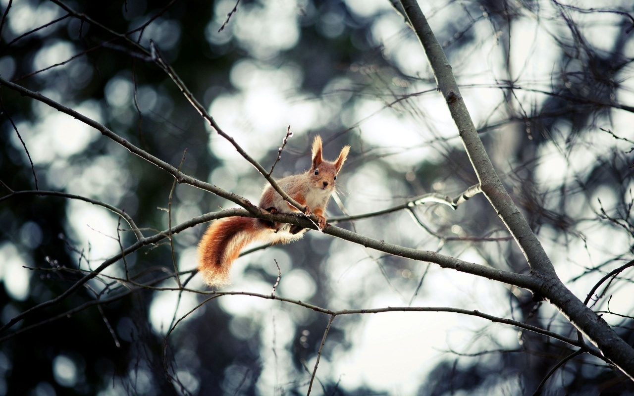 Red Squirrel