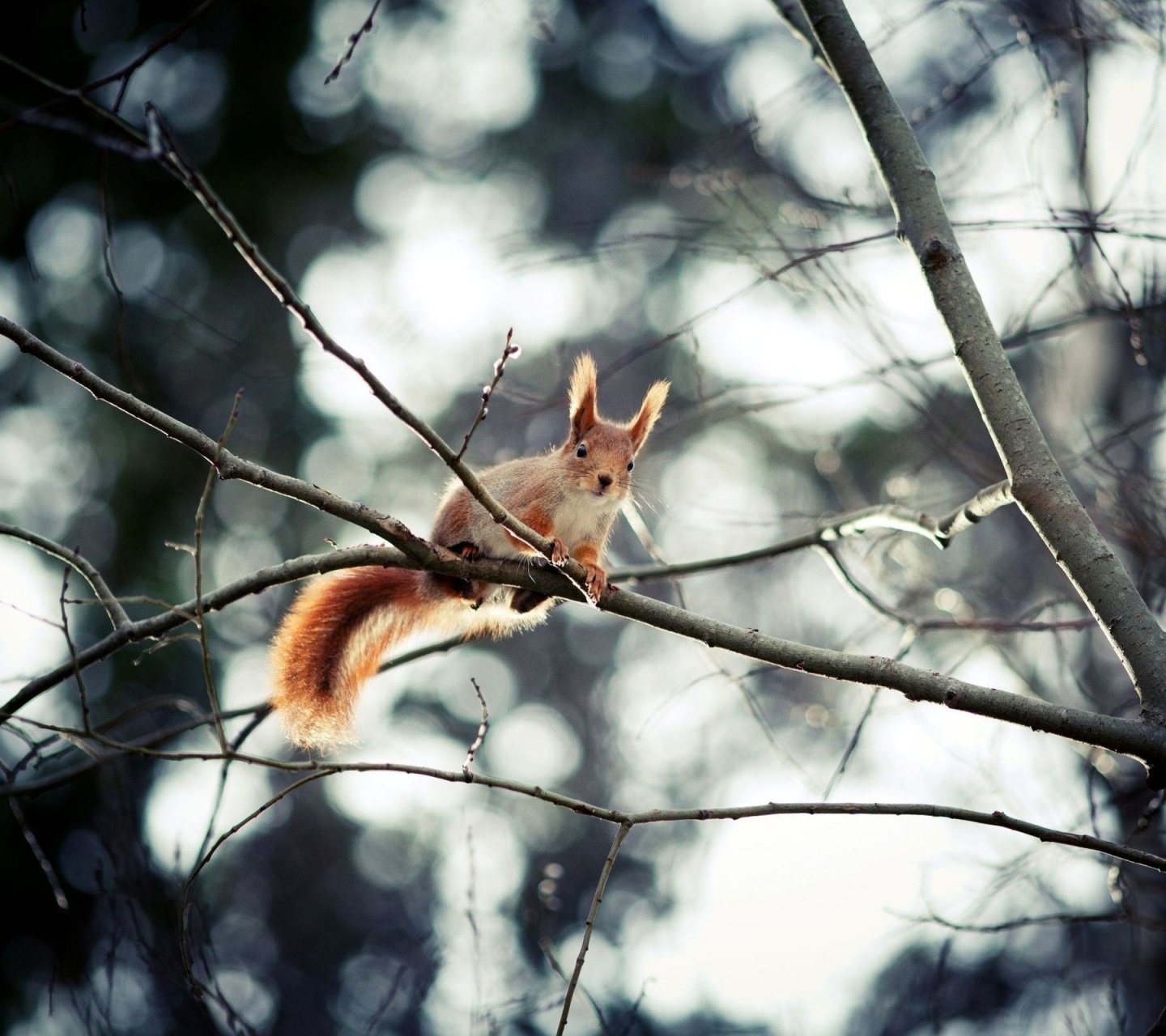 Red Squirrel