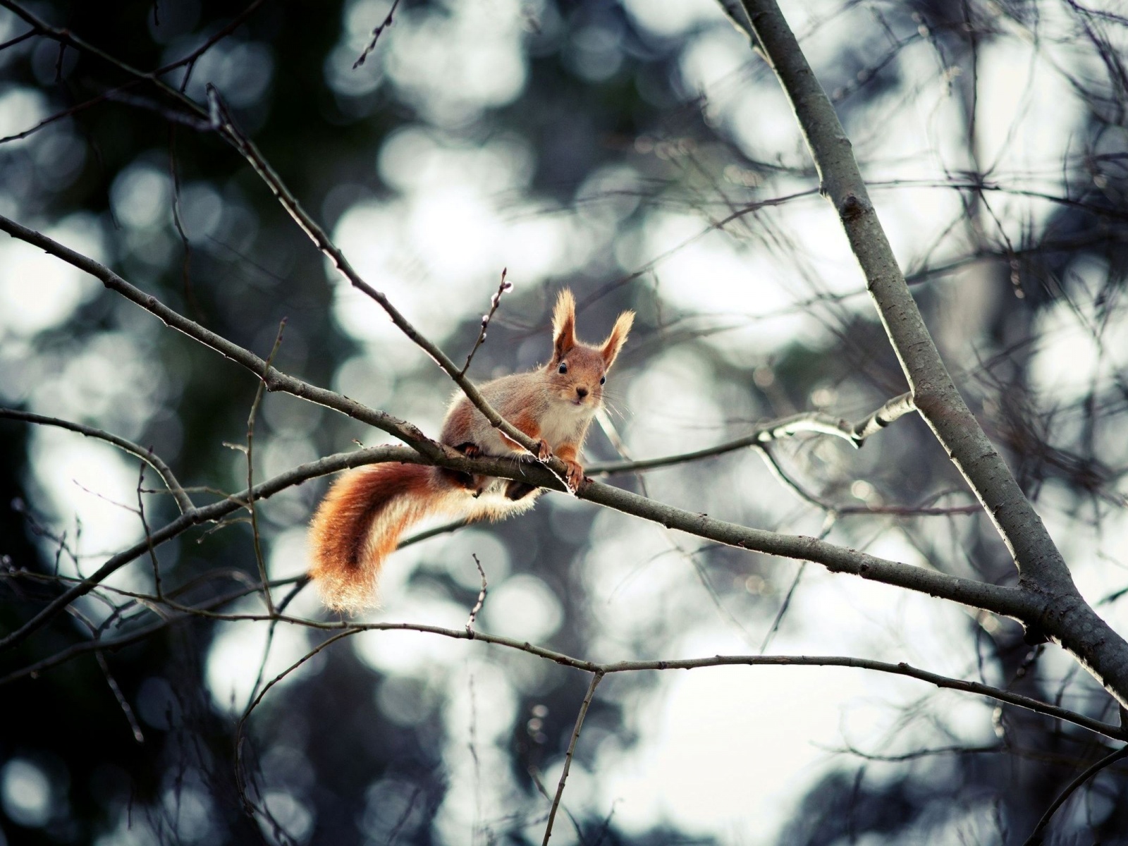 Red Squirrel