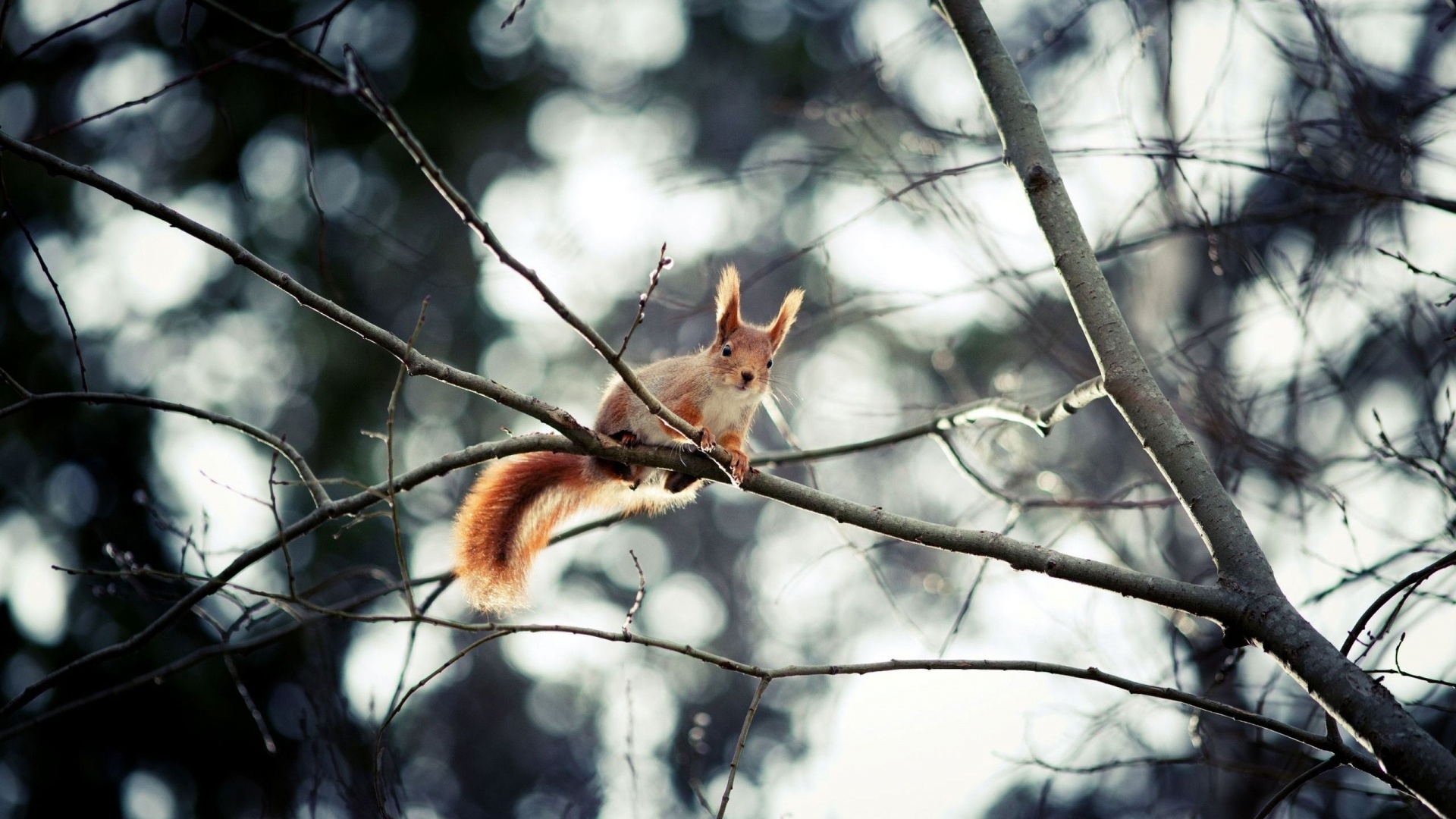 Red Squirrel