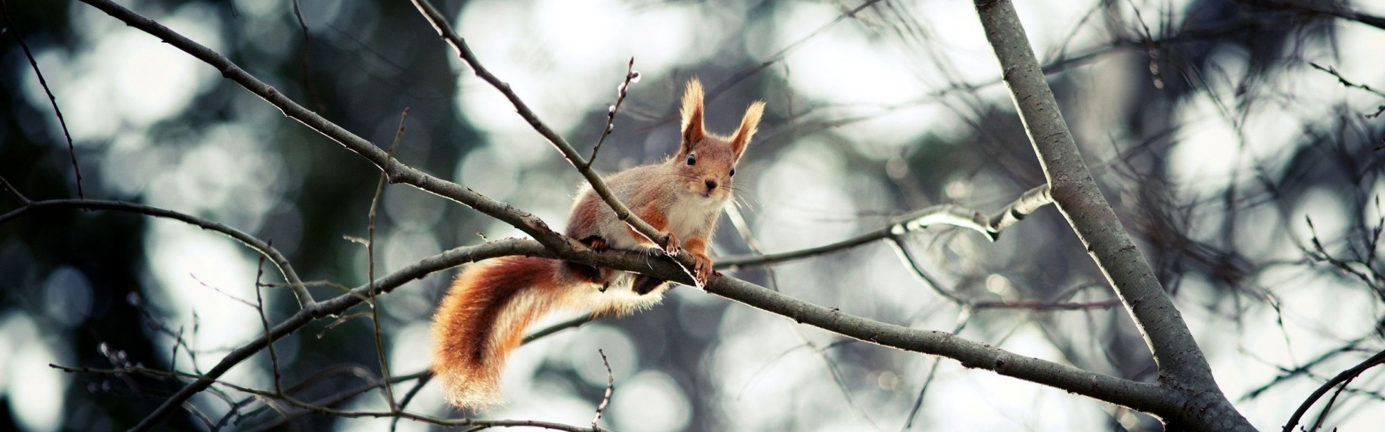 Red Squirrel