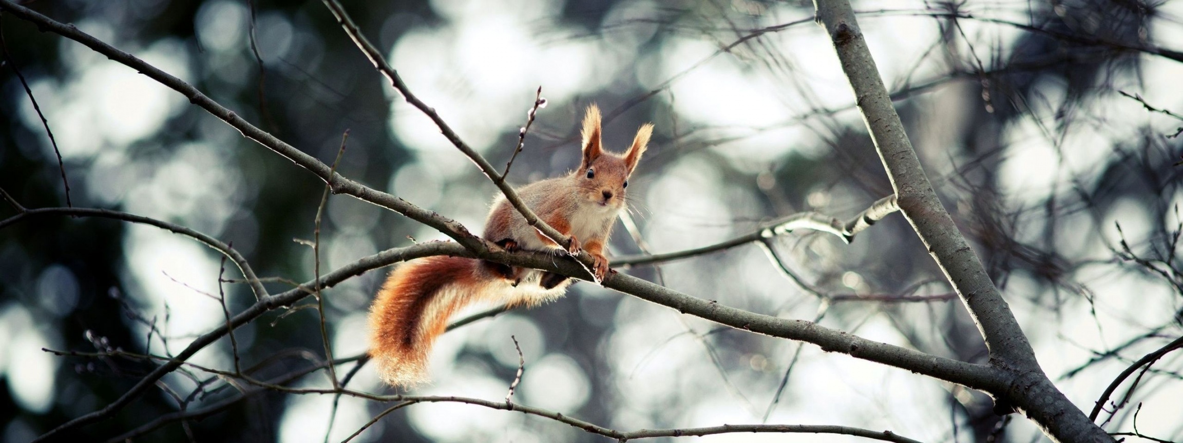 Red Squirrel