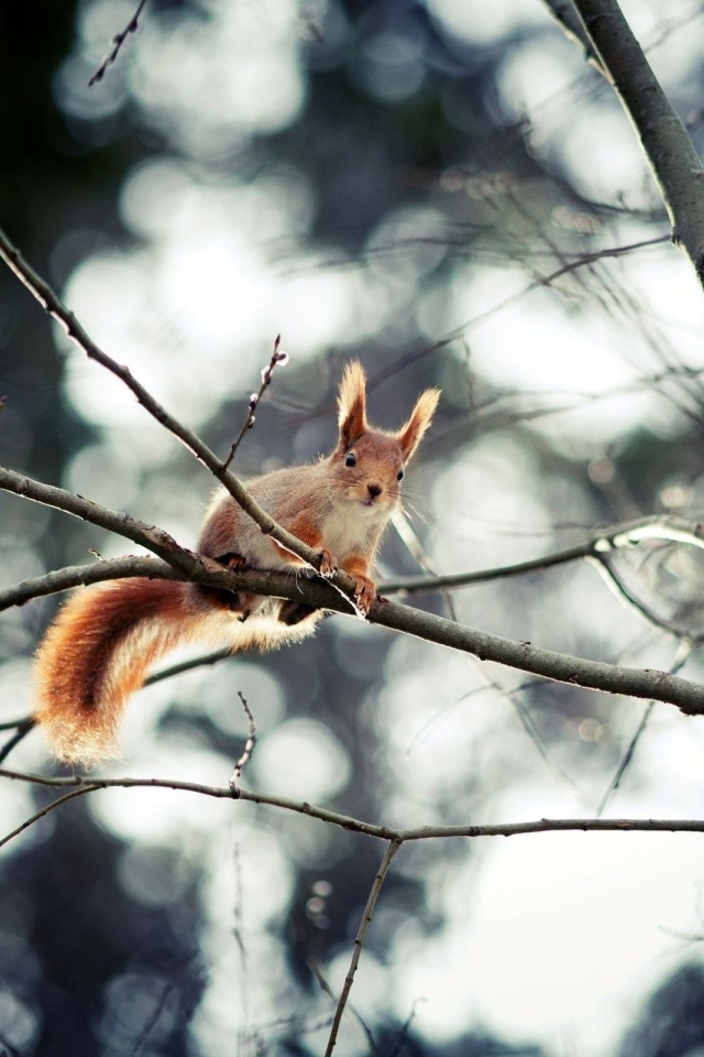 Red Squirrel