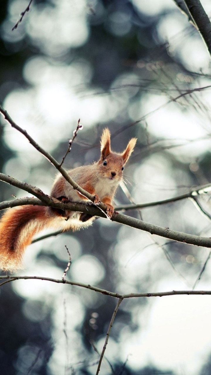 Red Squirrel