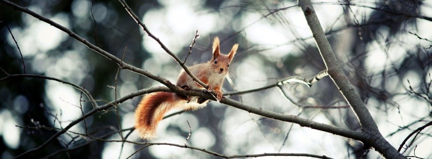 Red Squirrel