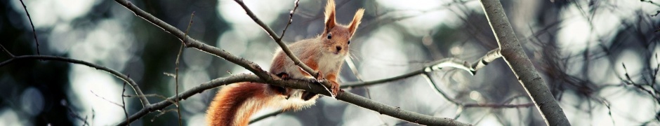 Red Squirrel