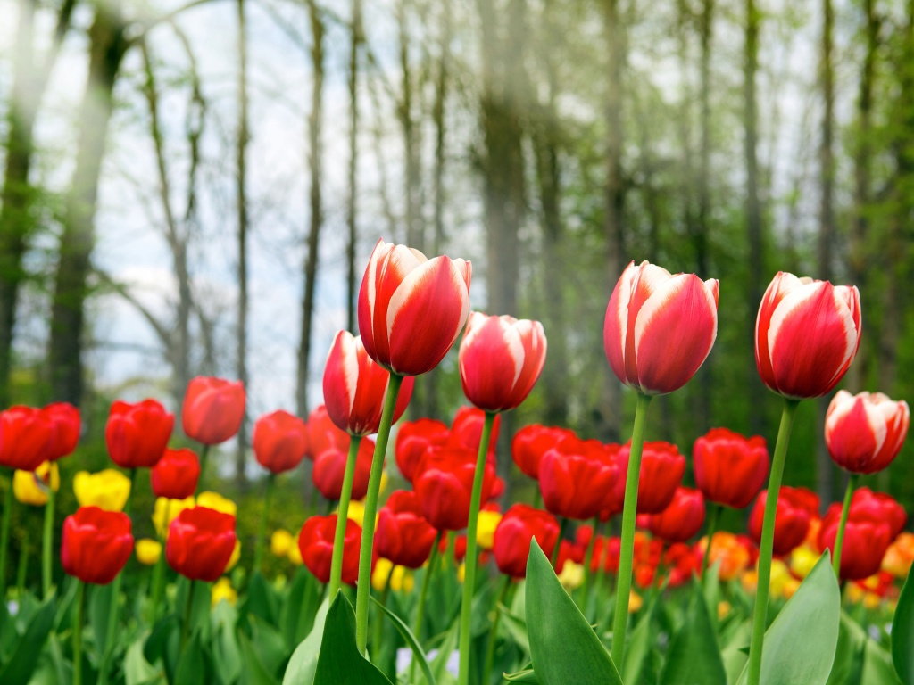 Red Tulips In Spring