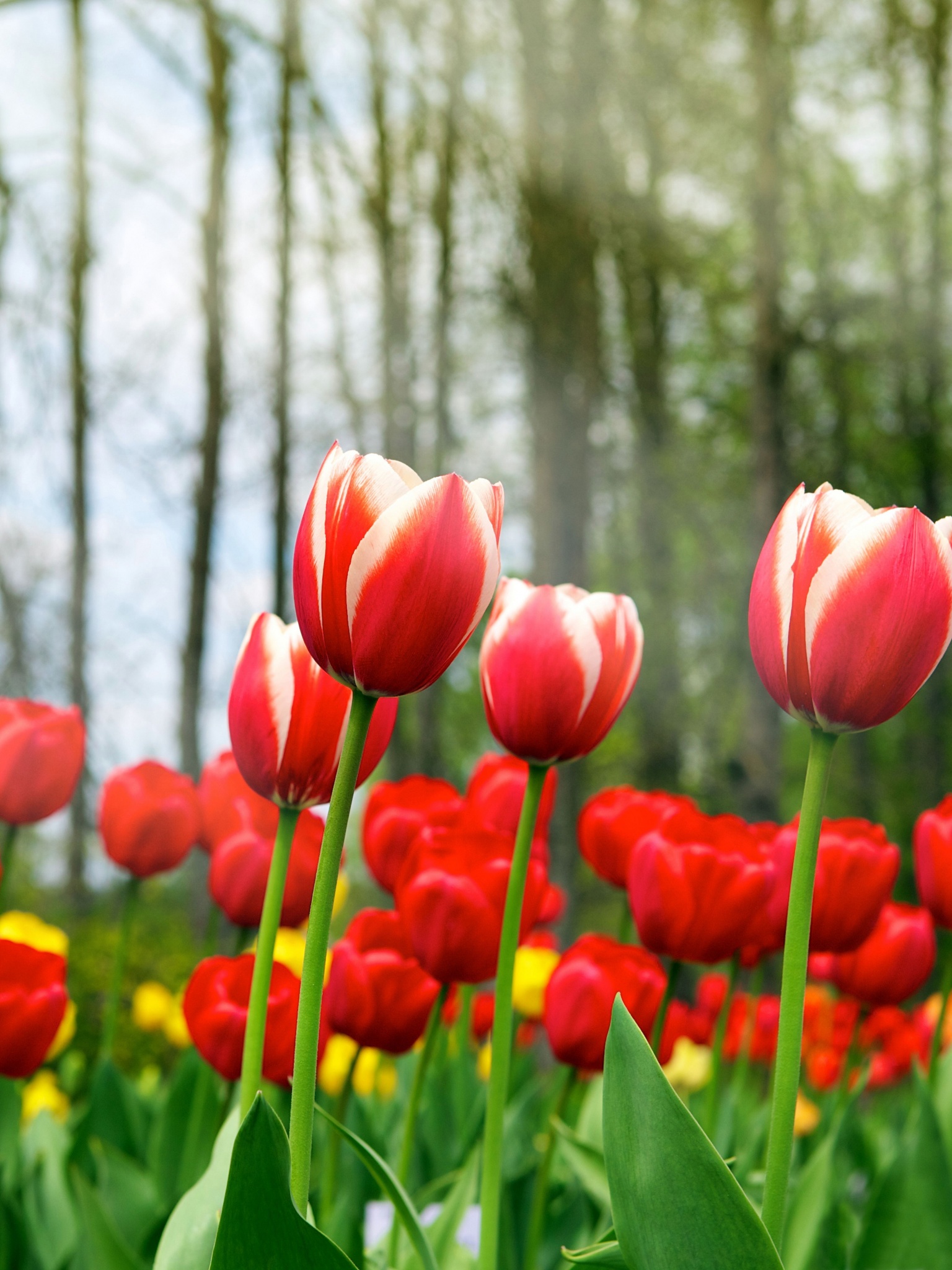 Red Tulips In Spring