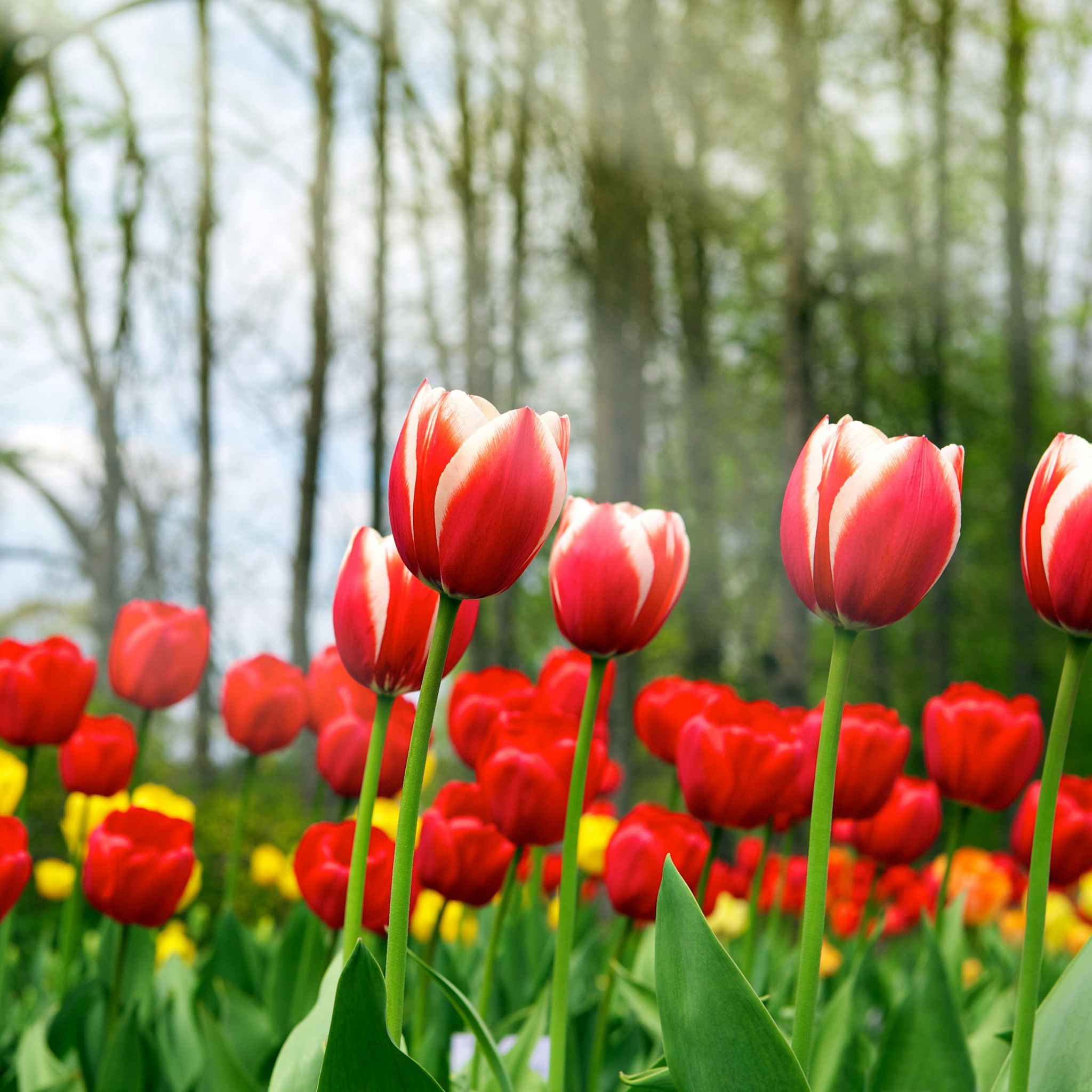 Red Tulips In Spring