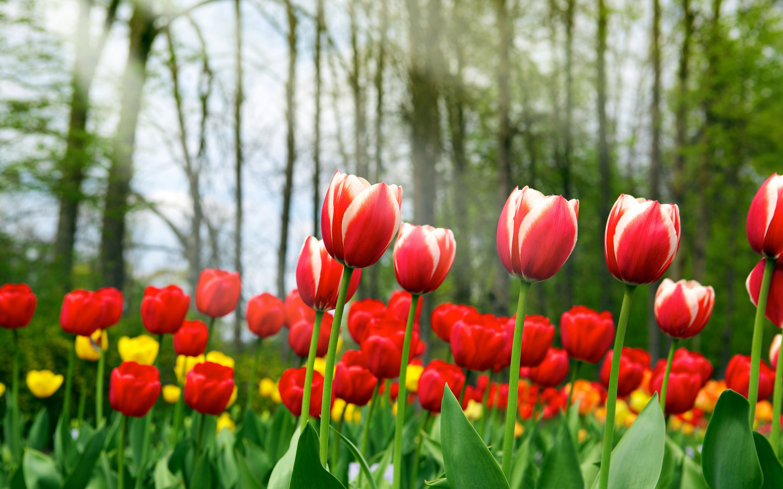 Red Tulips In Spring