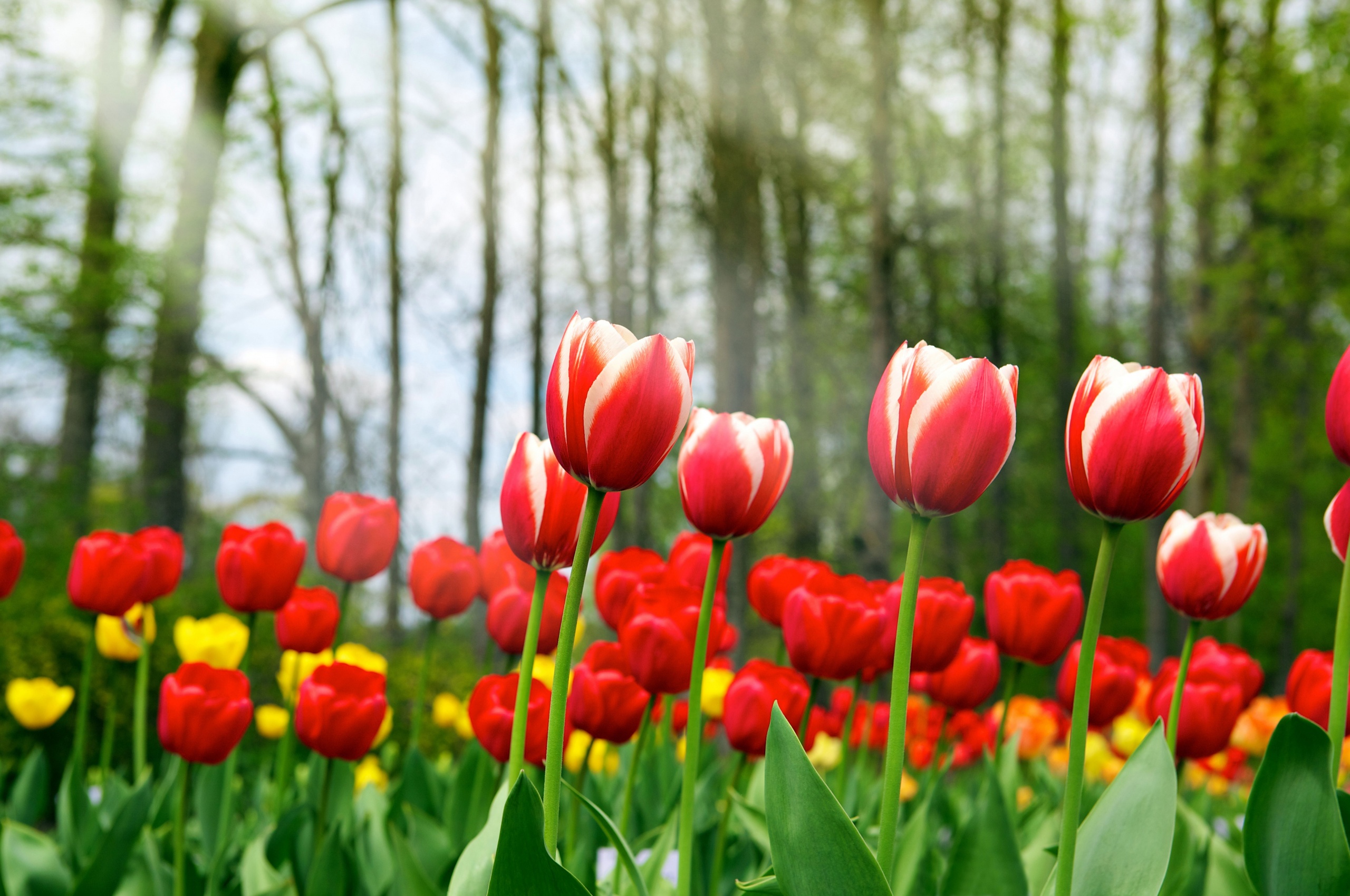 Red Tulips In Spring