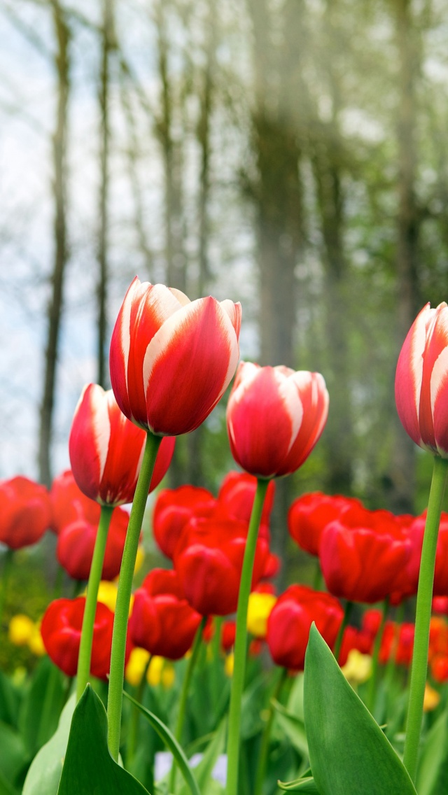 Red Tulips In Spring