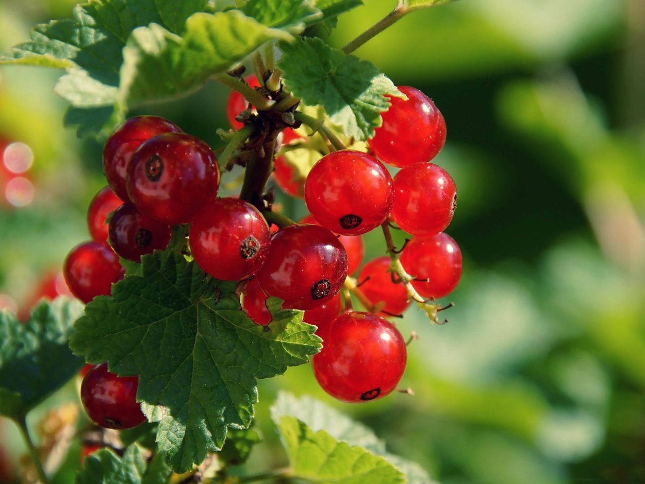 Redcurrant Berries