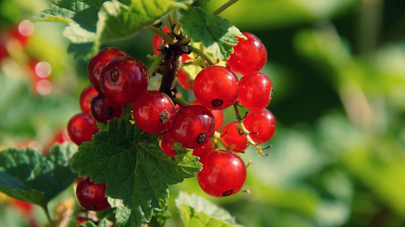 Redcurrant Berries