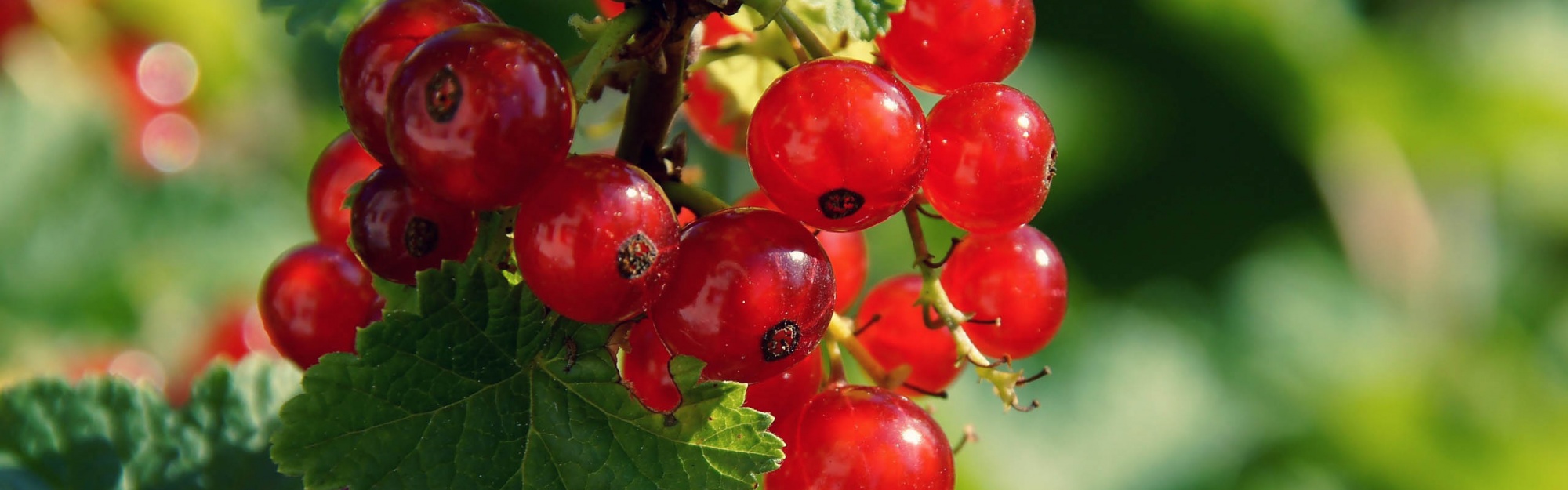 Redcurrant Berries