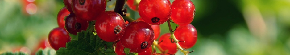 Redcurrant Berries