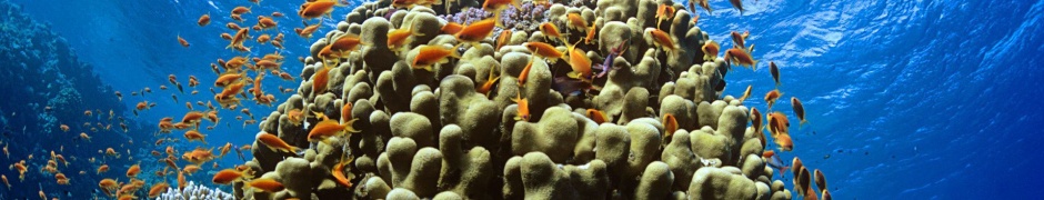 Reef Fish