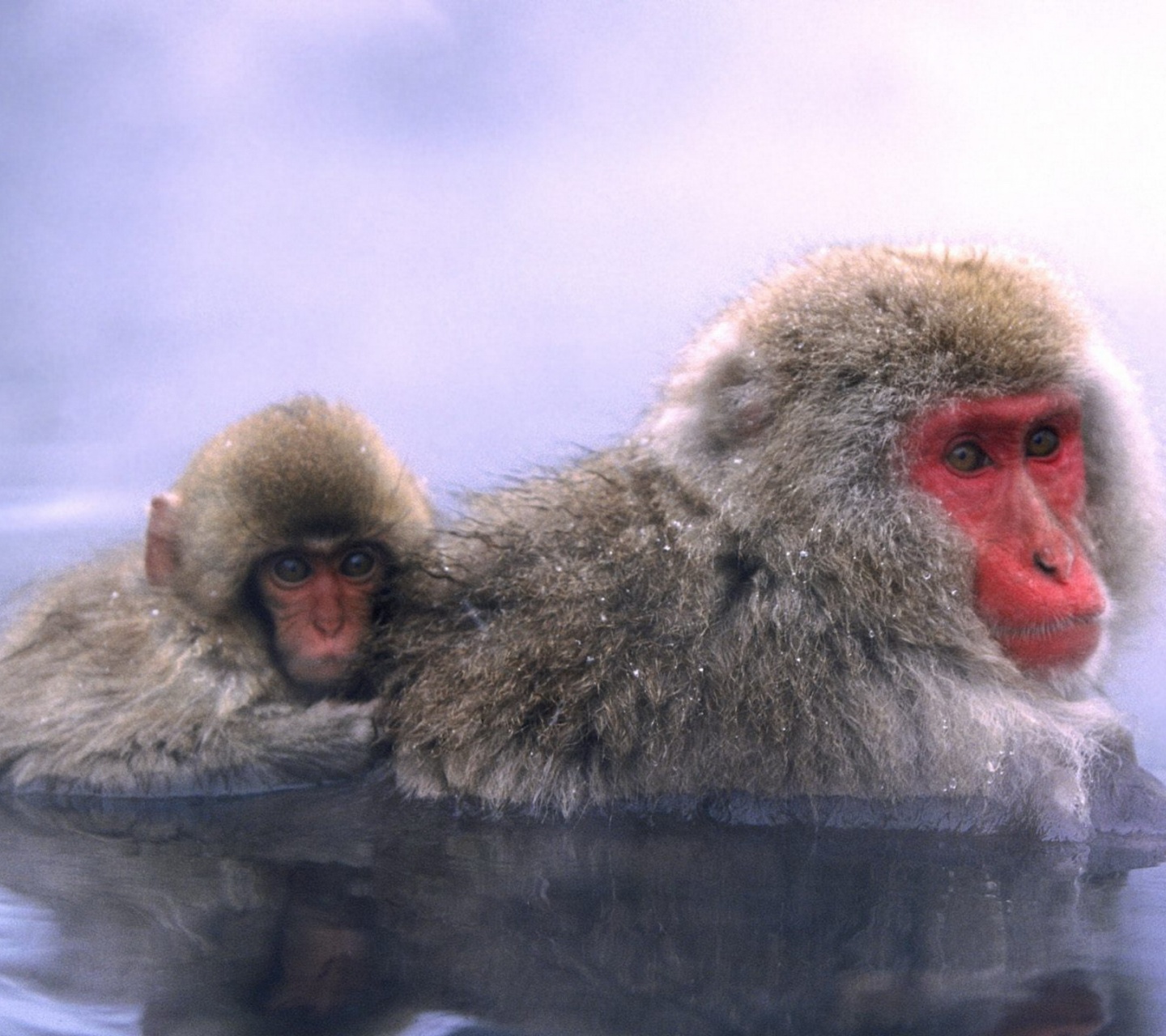 Relaxing Hot Springs Japanese Snow Monkey