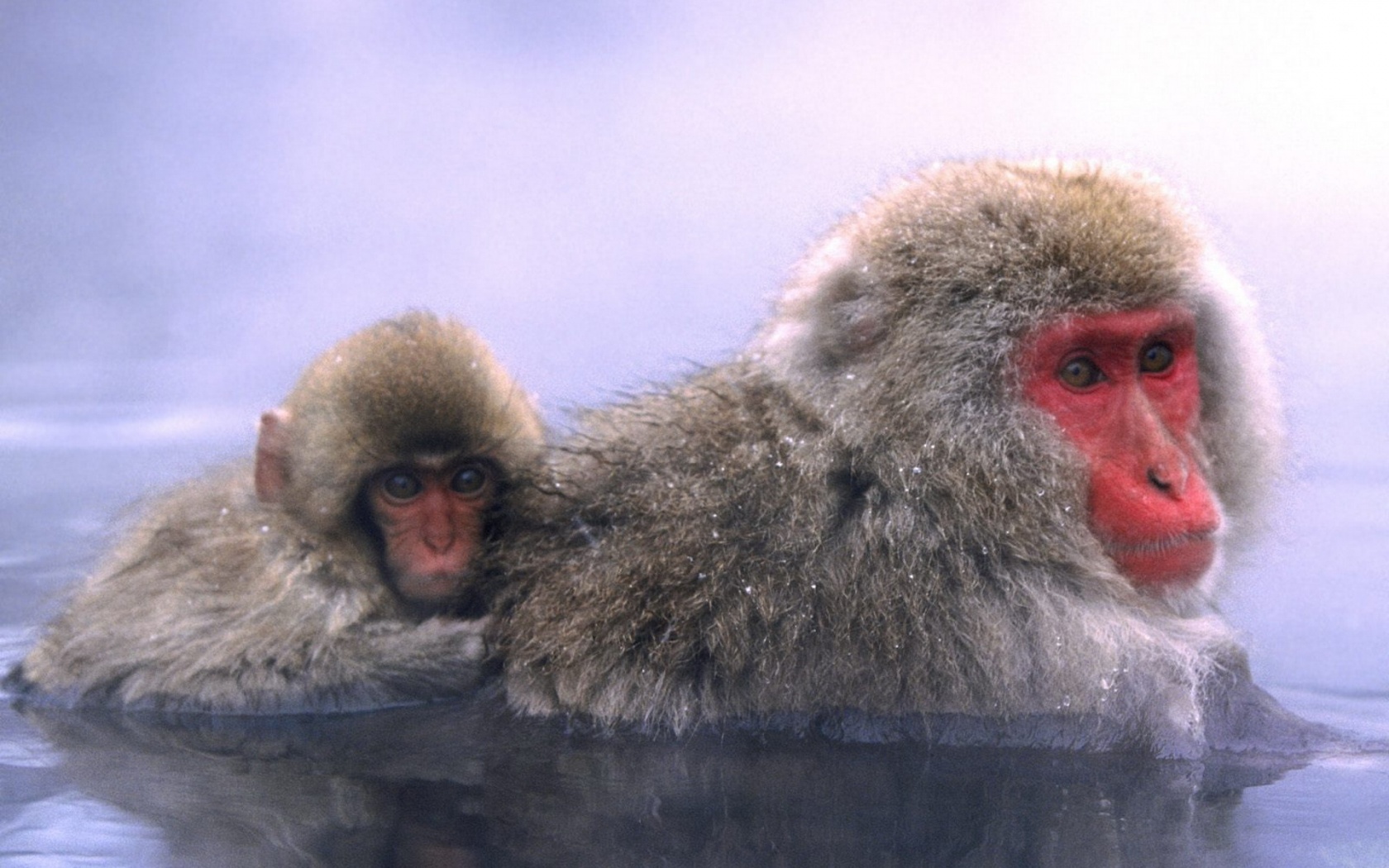 Relaxing Hot Springs Japanese Snow Monkey