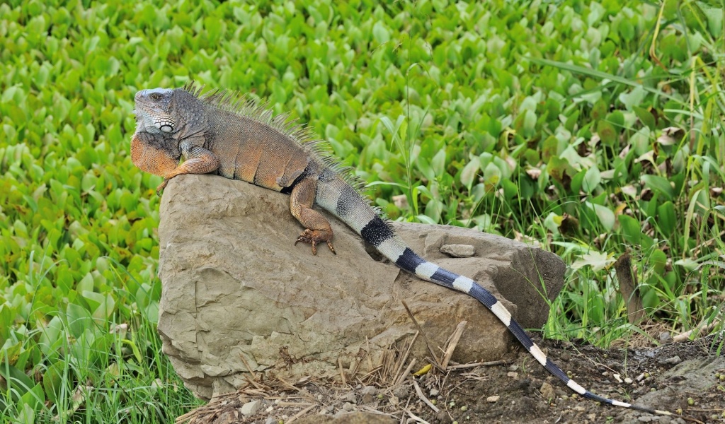 Reptile Lizard Tail Iguana Stone