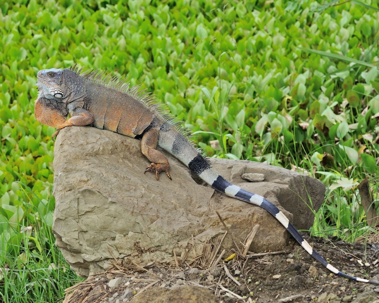 Reptile Lizard Tail Iguana Stone