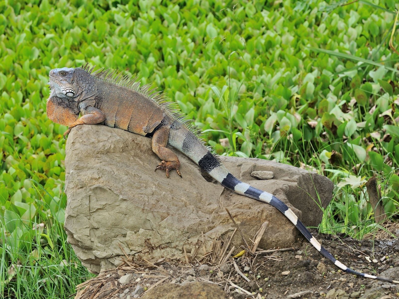 Reptile Lizard Tail Iguana Stone