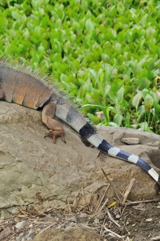 Reptile Lizard Tail Iguana Stone