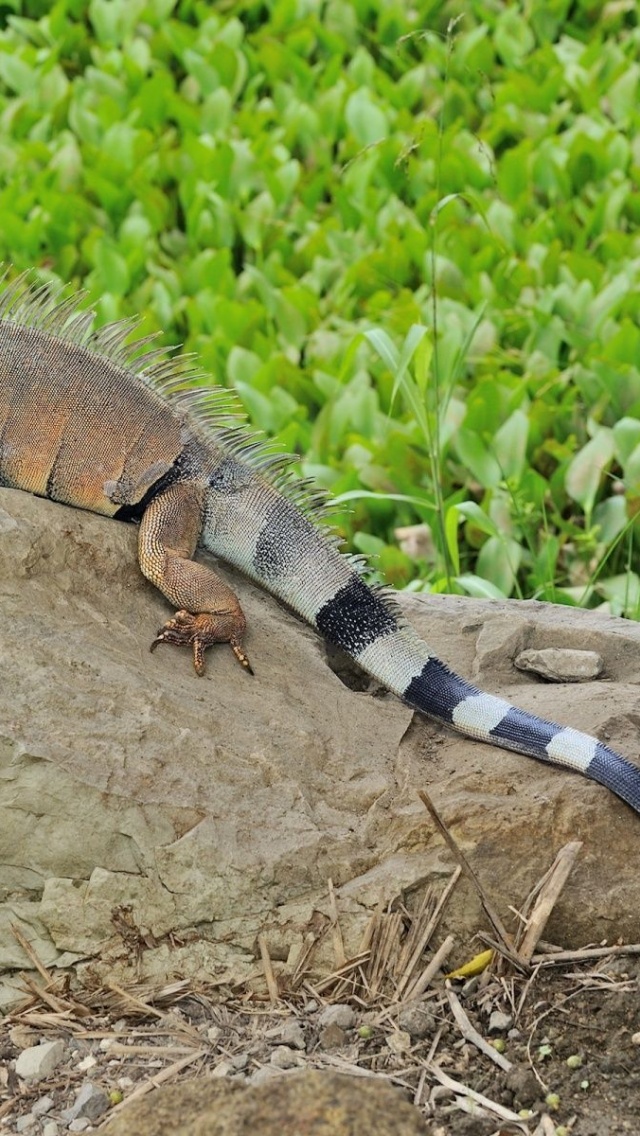 Reptile Lizard Tail Iguana Stone