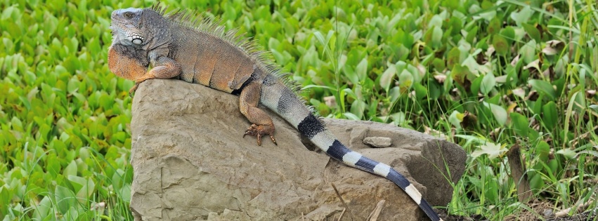 Reptile Lizard Tail Iguana Stone